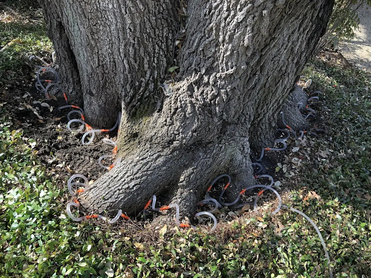 Detailed Tree Cabling and Bracing job site in West Portsmouth