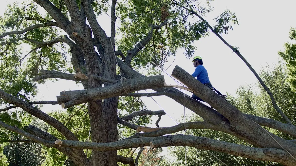 Professional Crown Thinning performed by certified arborists in West Portsmouth